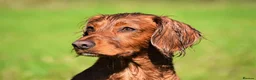 Cocker Spaniel dogs for sale: Working cocker spaniels  - Advert 6