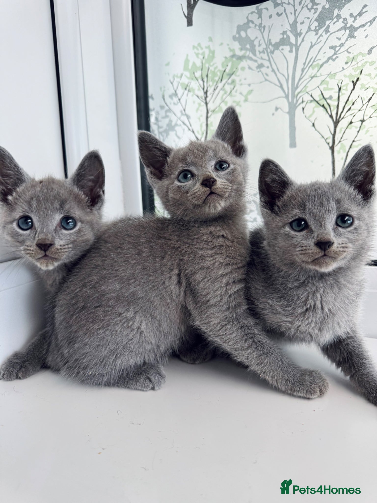Russian Blue cats TICA Rusian Blue kittens  - Advert 12