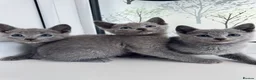 Russian Blue cats for sale: TICA Rusian Blue kittens  - Advert 1