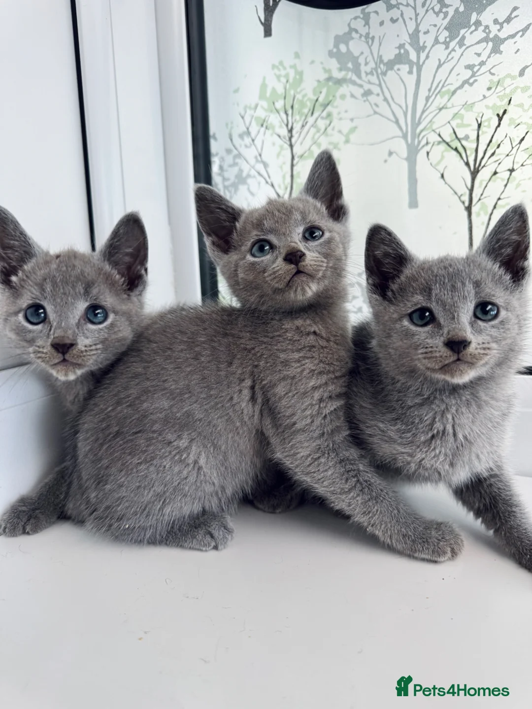 Russian Blue cats for sale: TICA Rusian Blue kittens  - Advert 1