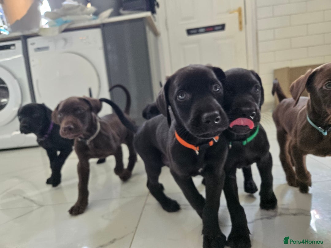 Mixed Breed dogs for sale: Dobermann X Weimaraner Cross Mix Puppies - Image 19
