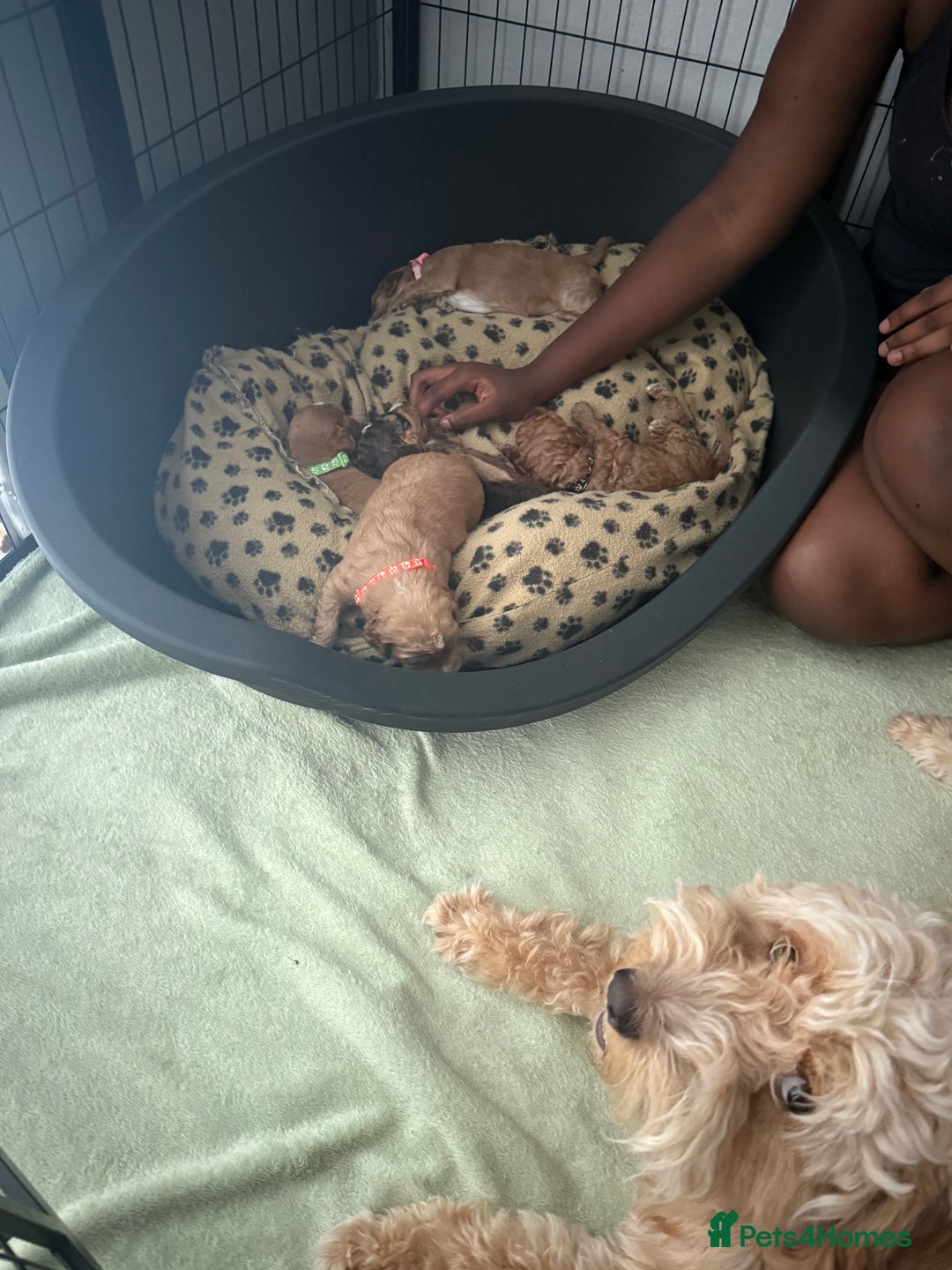 Cockapoo dogs for sale: 5 Beautiful Cockapoo Puppies  - Image 5