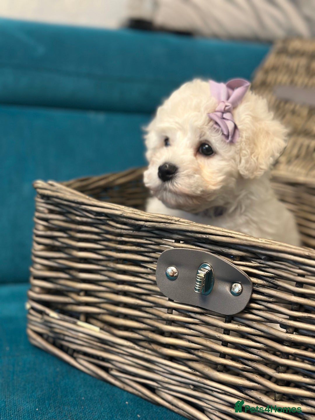 Bichon Frise dogs for sale: ✨ Bichon Frisé Puppies from Champion Bloodlines ✨ - Advert 3