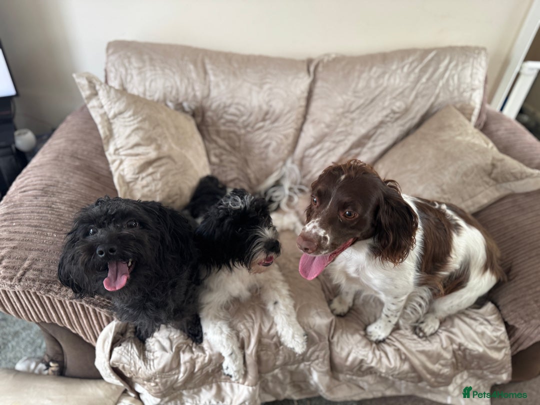 Mixed Breed dogs for sale: 7 Spinger cross Shihpoo puppies - Advert 19