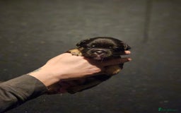 French Bulldog dogs for sale: Fluffy french bulldogs  - Advert 9