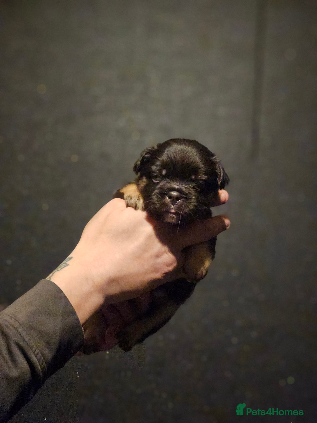 French Bulldog dogs for sale: Fluffy french bulldogs  - Advert 9