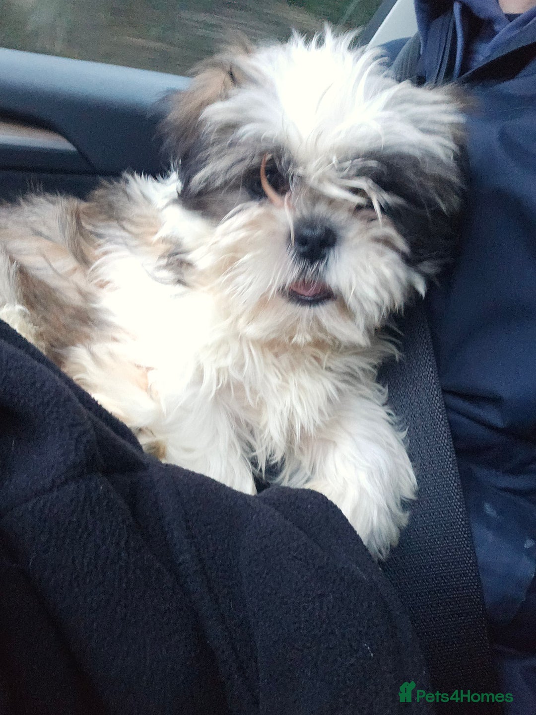 Shih Tzu dogs for sale: Shih tzu puppy - Male ready to go - Advert 1