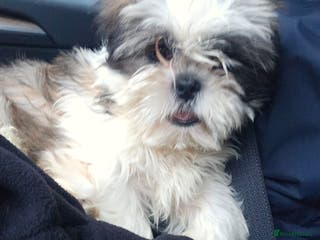 Shih Tzu dogs Shih tzu puppy - Male ready to go - Advert 1
