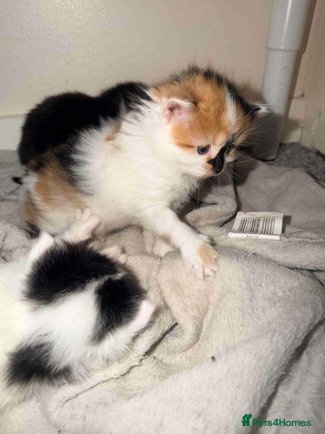 Mixed Breed cats for sale: 4 Stunning kittens  - Advert 7