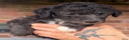 Mixed Breed dogs for sale: Bedlington Whippets  in Sheffield - Advert 4