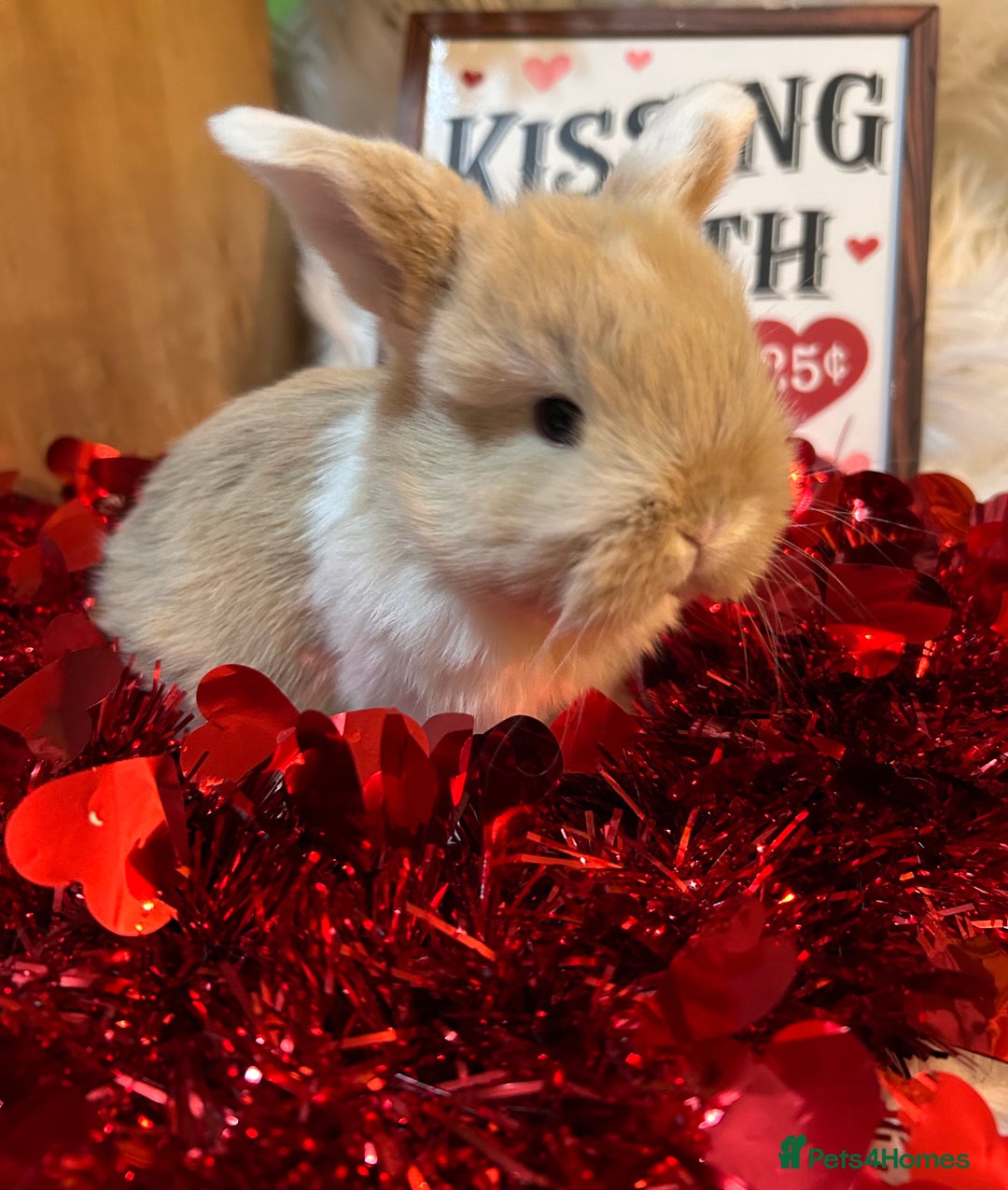 Mini Lop rabbits for sale: 🌼Mini lop Girls 🌼 - Advert 5