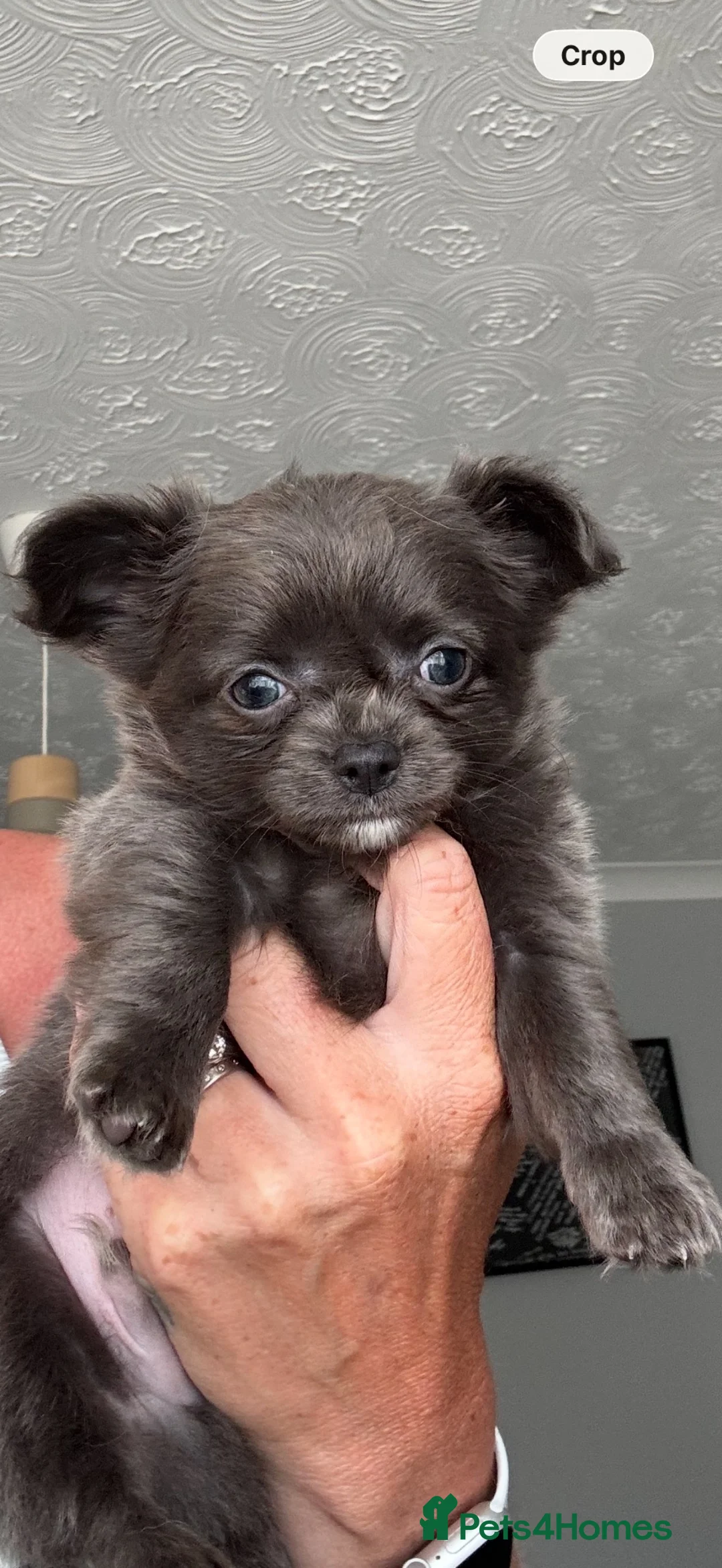 Chihuahua dogs for sale: Stunning chihuahua pups READY TO LEAVE  - Advert 2
