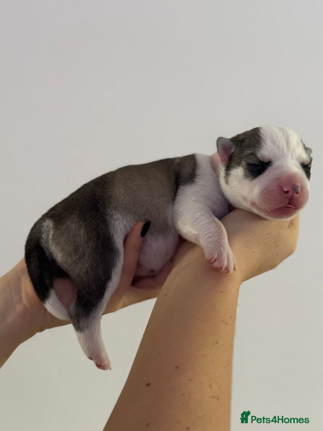 Siberian Husky dogs for sale: Beautiful Siberian Husky Puppies Ready to Reserve - Advert 26