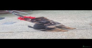 German Shepherd dogs - Advert 9