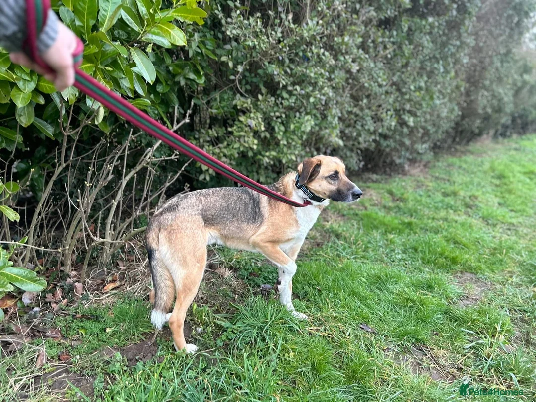 Mixed Breed dogs for adoption: Teddy - Norwich Norfolk  in Norwich - Advert 8