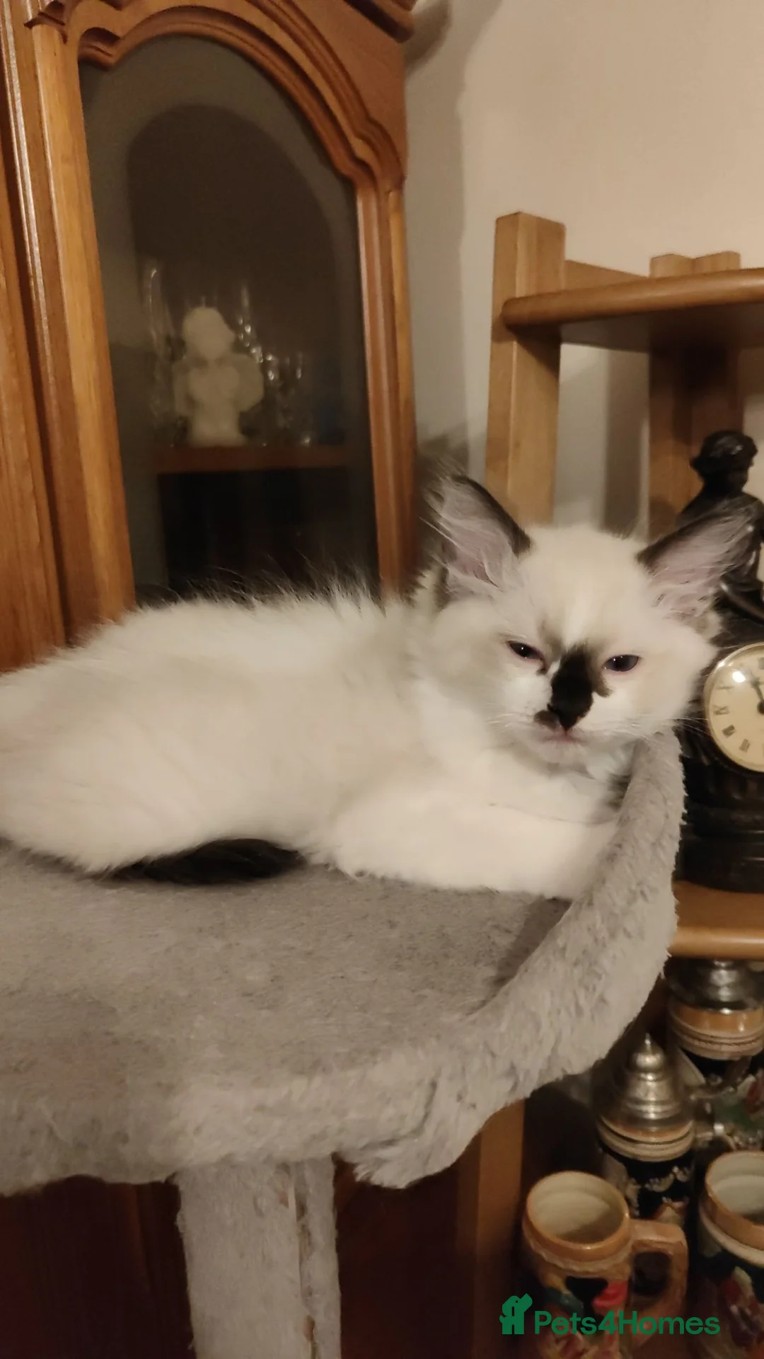 Ragdoll cats for sale: Ragdoll kittens  - Advert 2