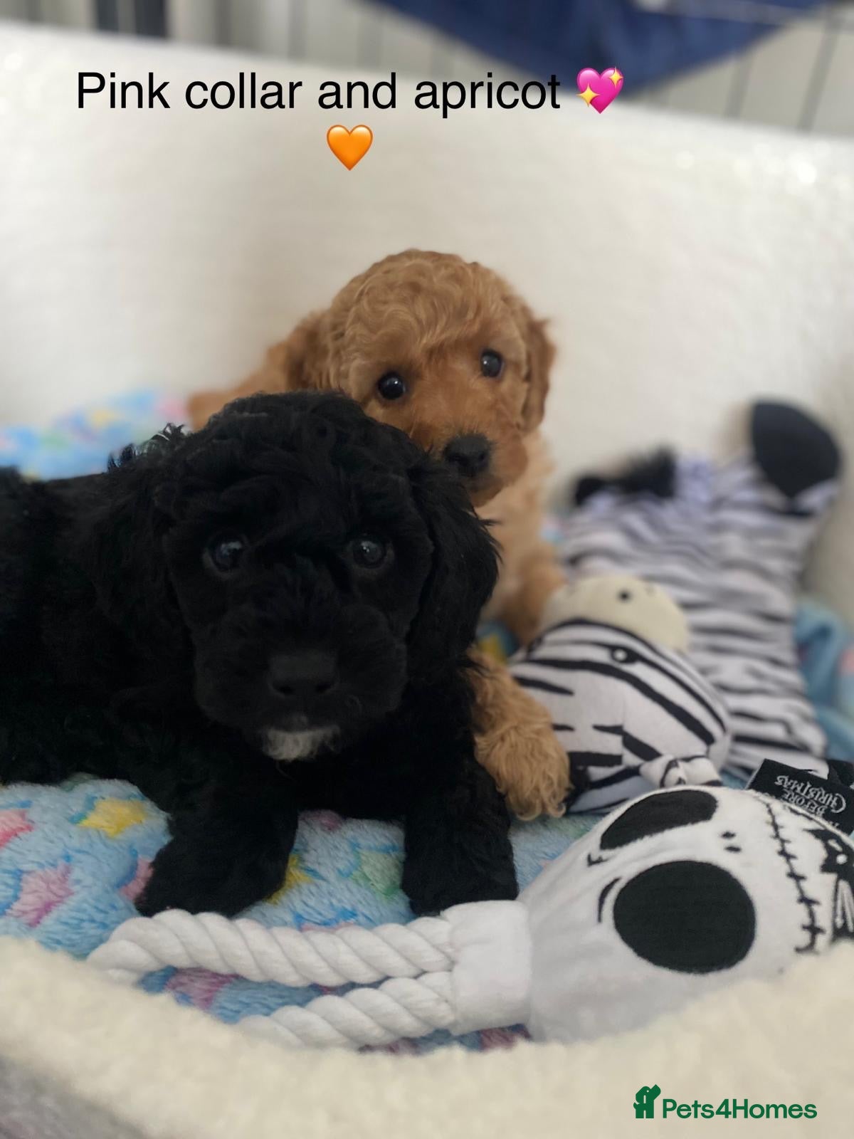 Miniature Poodle dogs KC REG DNA HEALTH TESTED MINIATURE POODLES - Advert 1