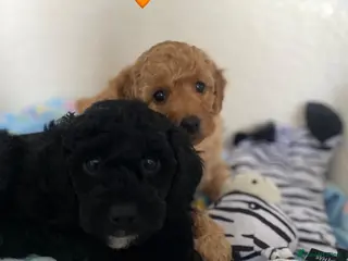 Miniature Poodle dogs KC REG DNA HEALTH TESTED MINIATURE POODLES - Advert 1