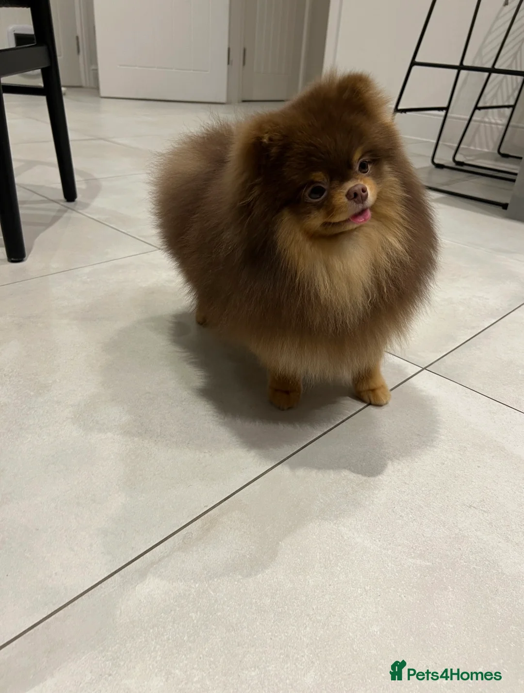 Pomeranian dogs for stud: True-Breed Chocolate and Tan Pomeranian  - Advert 1