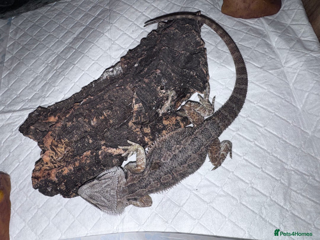 Bearded Dragon reptiles for sale: Bearded dragons babies&adults possible full setup - Advert 10