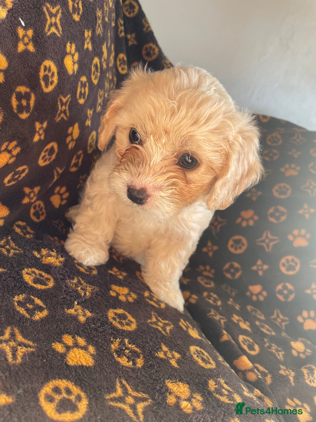 Mixed Breed dogs for sale: COTON DE TULEARS READY FOR THEIR FOREVER HOMES - Image 18