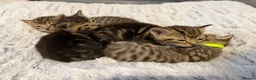 Mixed Breed cats for sale: Beautiful kittens  in Ipswich - Advert 14