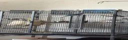 Budgerigars birds for sale: Birds for sale with cage and accessories  - Advert 6