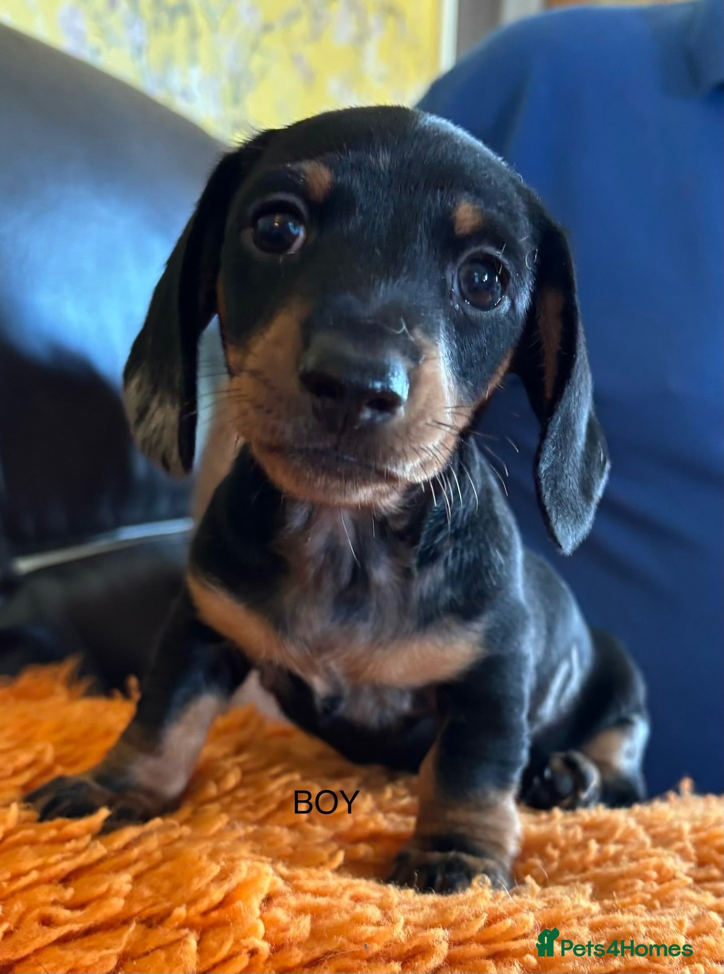 Miniature Dachshund dogs Gorgeous Litter of Miniature Dachshund Puppies - Advert 1