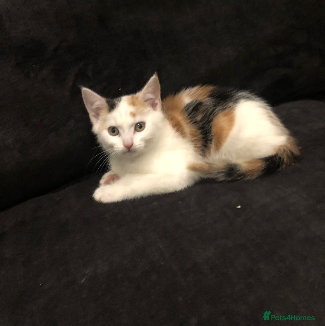 Mixed Breed cats for sale: Ginger and Tortie Kittens 2 available  - Image 7