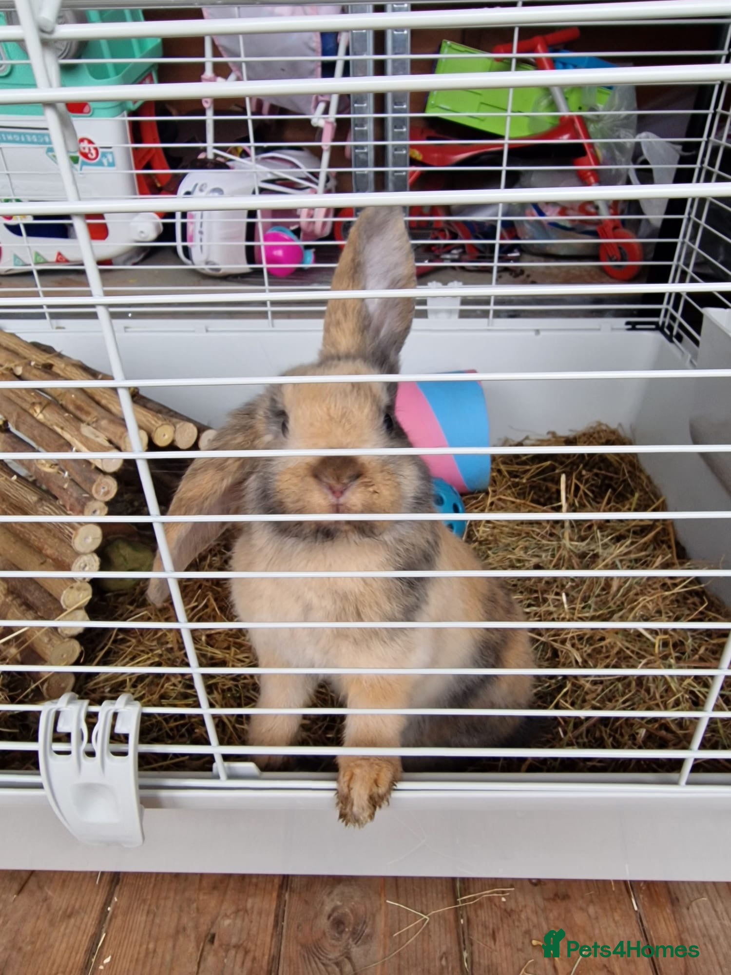 English Lop rabbits 2 english lops for sale - Advert 3