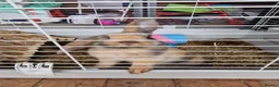 English Lop rabbits for sale: 2 english lops for sale in Matlock - Advert 1