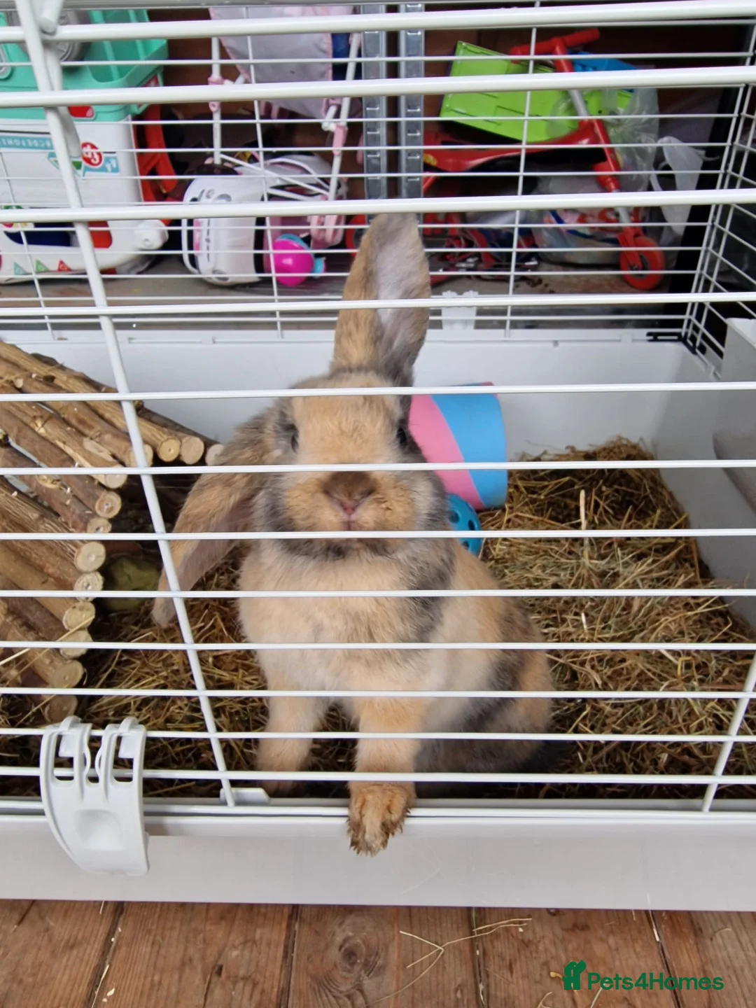 English Lop rabbits for sale: 2 english lops for sale in Matlock - Advert 1