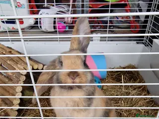 English Lop rabbits 2 english lops for sale - Advert 2