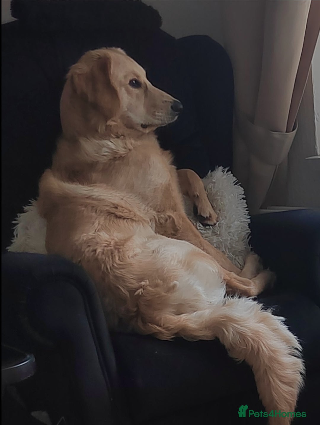 Goldendoodle dogs for stud: Mr Campbell  - Image 12