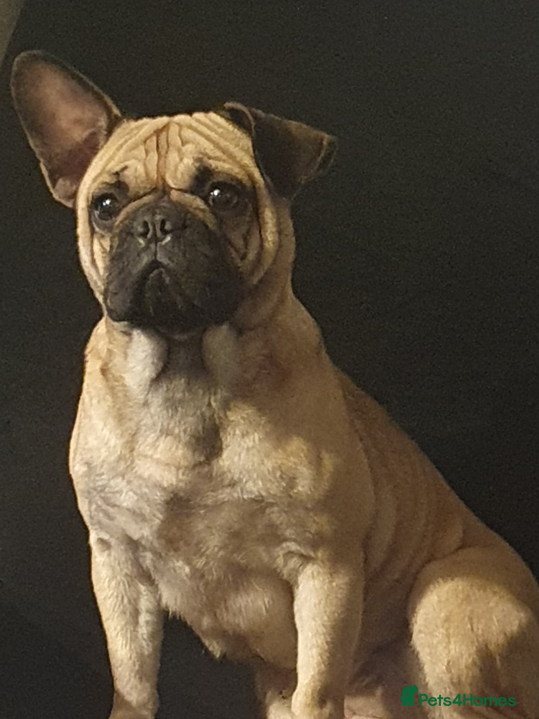 Frug dogs for sale: Frug  - Advert 2