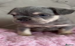 French Bulldog dogs for sale: French bulldog, Floodles, Furnishings  - Image 10