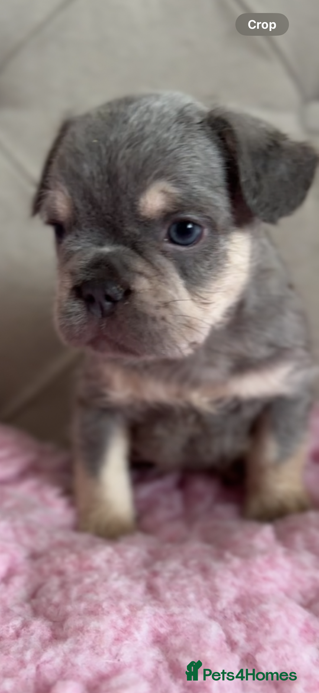French Bulldog dogs for sale: French bulldog, Floodles, Furnishings  - Image 10