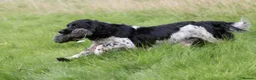 English Springer Spaniel dogs for stud: AT STUD  in Warminster - Advert 6