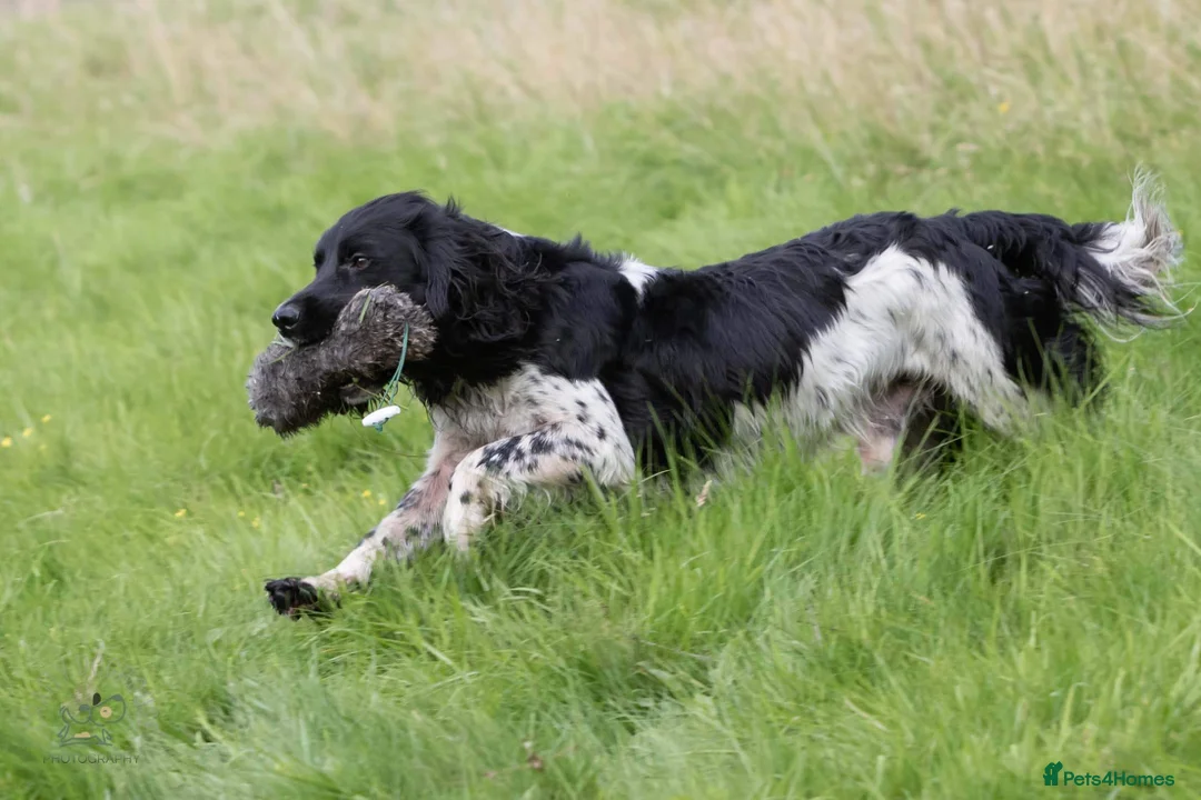 English Springer Spaniel dogs for stud: AT STUD  in Warminster - Advert 6