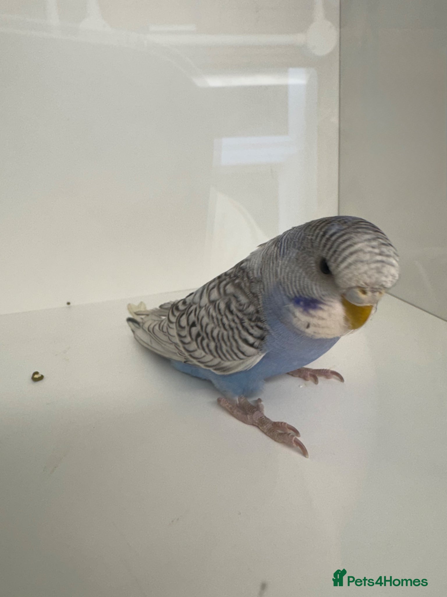 Budgerigars birds Beautiful Baby budgies for sale - Advert 11