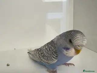 Budgerigars birds Beautiful Baby budgies for sale - Advert 11