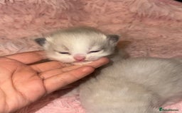 Ragdoll cats for sale: Cherubim mink ragdoll girl  - Image 6