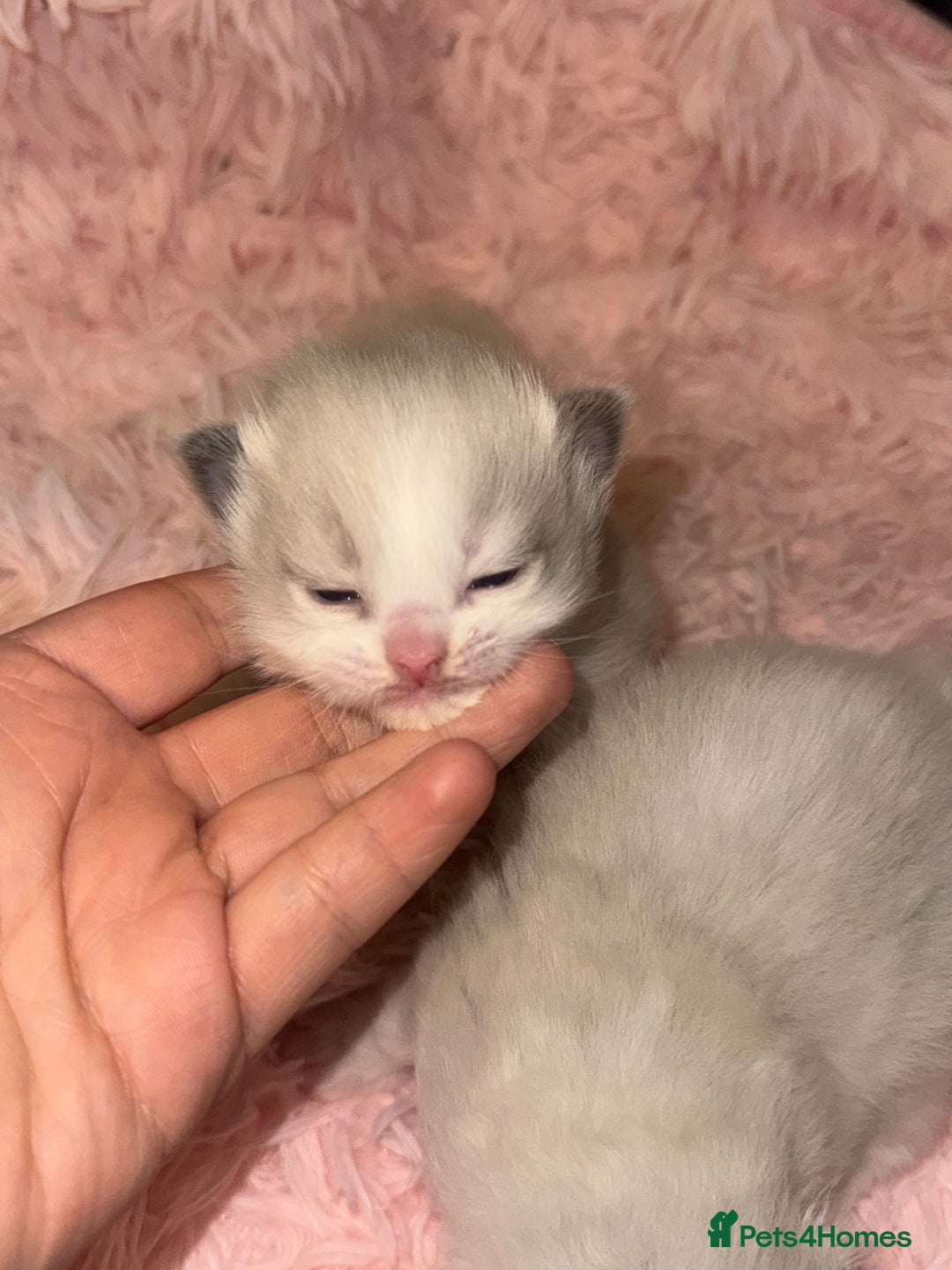 Ragdoll cats for sale: Cherubim mink ragdoll girl  - Image 6