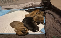 Shih Tzu dogs for sale: ✨ Beautiful Shih Tzu Puppies for Sale ✨ - Image 3
