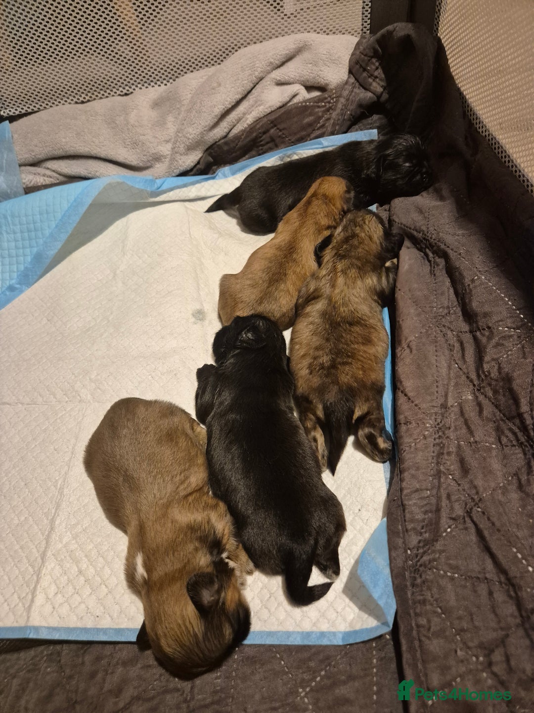 Shih Tzu dogs for sale: ✨ Beautiful Shih Tzu Puppies for Sale ✨ - Image 3
