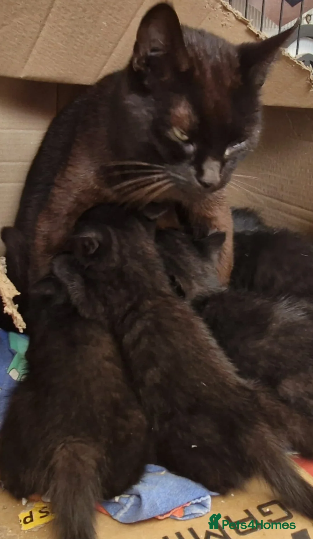 Mixed Breed cats for sale: KITTENS FOR SALE READY TO LEAVE NOW - Advert 2