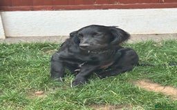 Mixed Breed dogs for sale: Spangold retrievers in Stourport-on-Severn - Image 6