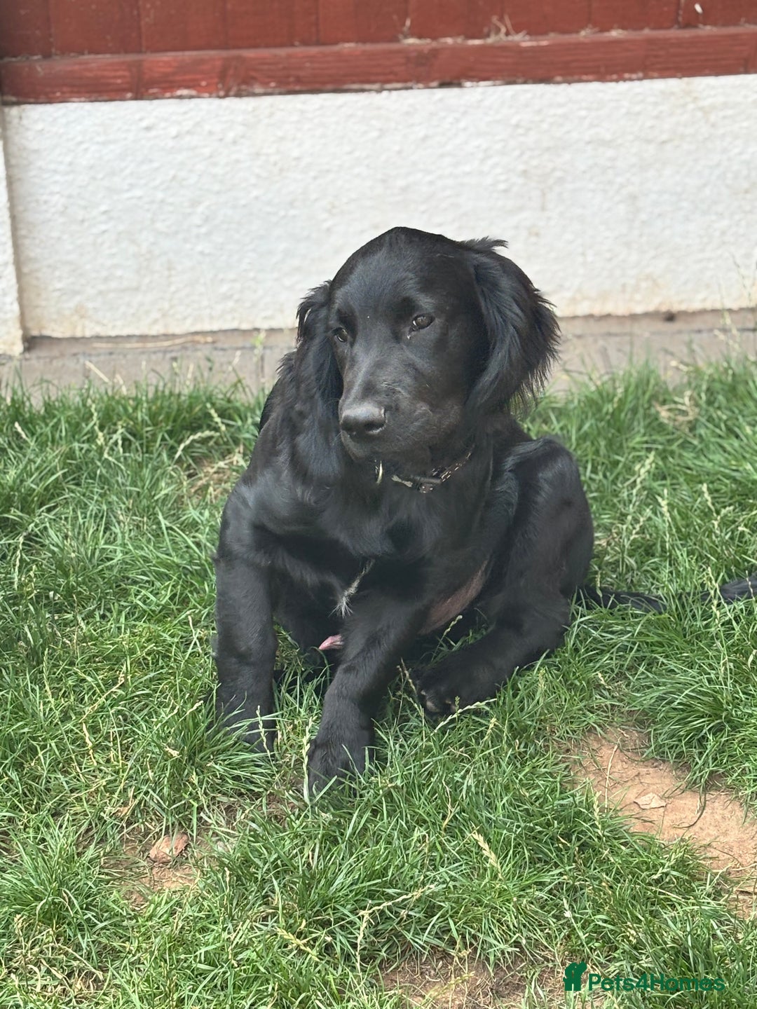 Mixed Breed dogs for sale: Spangold retrievers in Stourport-on-Severn - Image 6