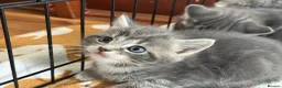Mixed Breed cats for sale: British Short & Grey Tabby kittens - Advert 7