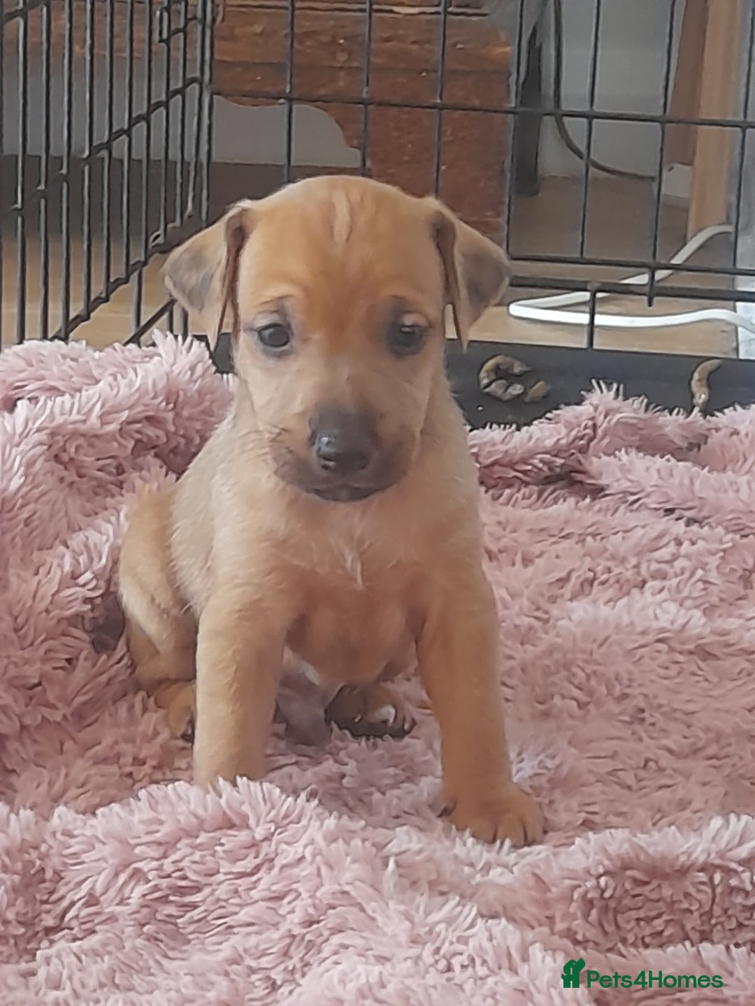 Mixed Breed dogs for sale: Lakeland x  - Image 12